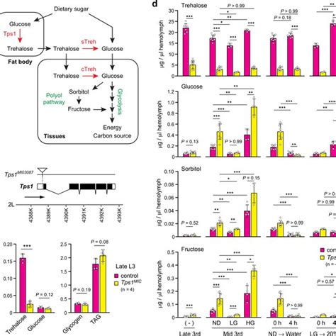 Defects in trehalose metabolism reduce developmental homeostasis and... | Download Scientific ...