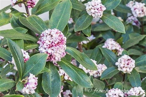 How To Grow A Daphne Plant That Will Fill Your Garden With Fragrance ...