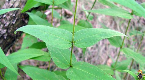 Helianthus divaricatus (woodland sunflower): Go Botany