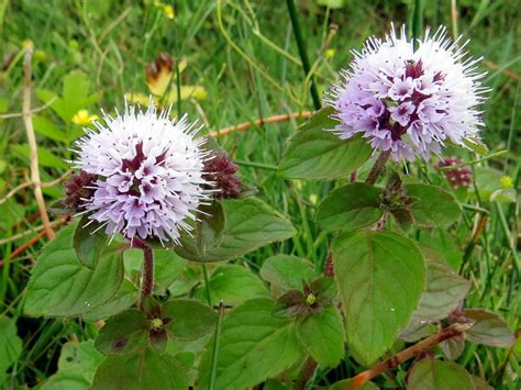 watermunt (Mentha aquatica) | Plants, Fish