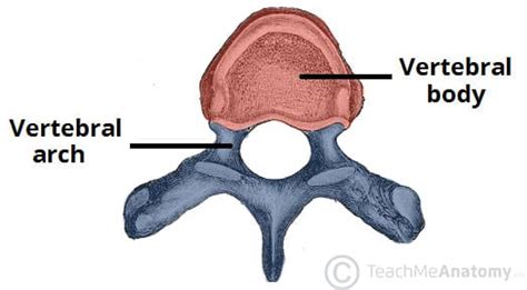 The Vertebral Column - Joints - Vertebrae - Vertebral Structure