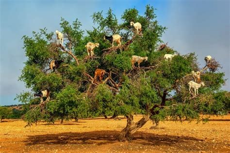 Tree Climbing Goats of Morocco | Amusing Planet