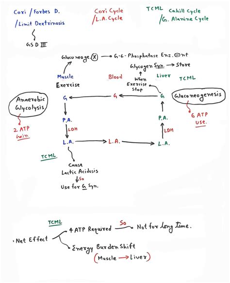 lactic acid cycle - TCML - The Charsi of Medical Literature