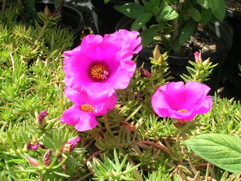 Moss Rose (Portulaca grandiflora) - Richard Lyons Nursery, Inc.