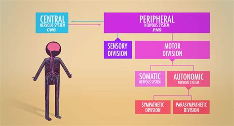 The Nervous System: Crash Course 1