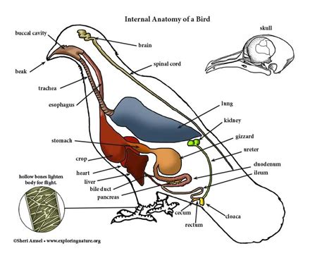 Pigeon Anatomy