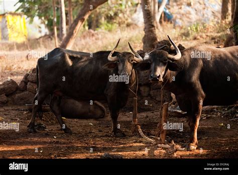 Image of buffalo hi-res stock photography and images - Alamy