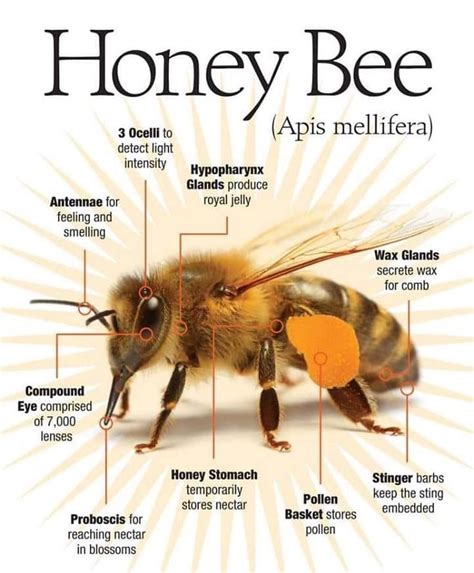 #honeybee #anatomy #savethebees #beethecure | Honey bee, Honey bee facts, Bee facts