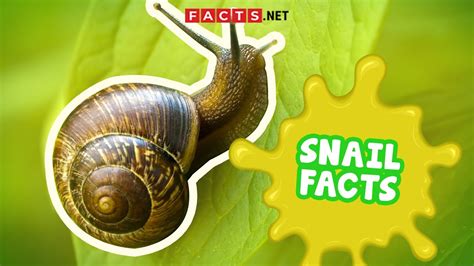 Common Garden Snail Facts | Fasci Garden