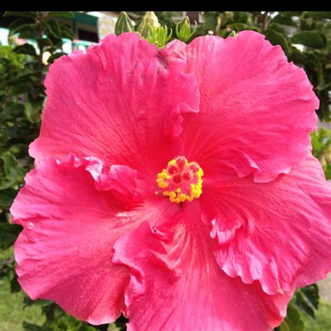 Maui pink hibiscus | Hibiscus, Flowers, Rose