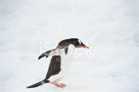 Gentoo Penguin Stock Photo | Royalty-Free | FreeImages