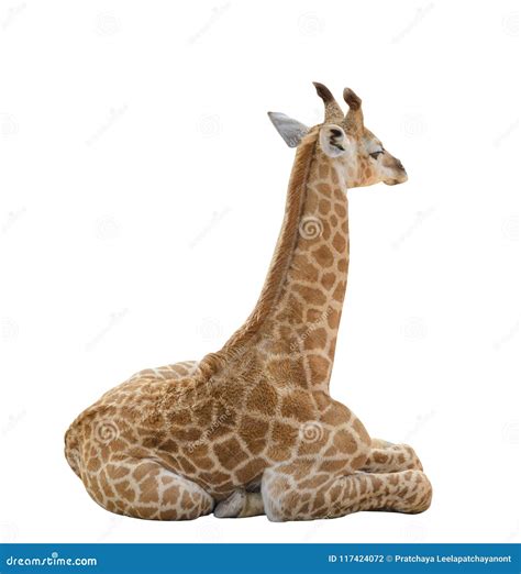 Baby Giraffe Isolated on White Background with Clipping Path Stock ...