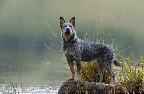 Blue Heeler Breed Information Guide: Photos, Traits & Care | BARK Post