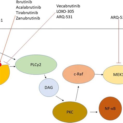 B cell receptor signaling. This figure depicts a simplified schematic... | Download Scientific ...