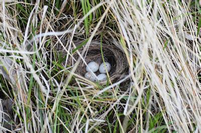 Where do Dark-eyed Juncos like to nest? - What birds are in my backyard?