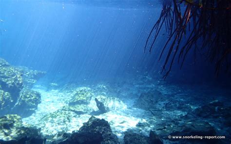 Snorkeling at Casa Cenote, Mayan Riviera | Snorkeling in Mexico