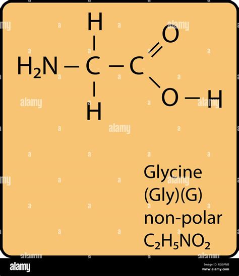 Glycine Amino Acid Molecule Skeletal Structure Stock Vector Image & Art - Alamy