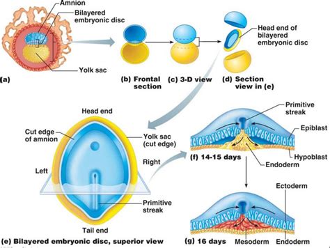 Histology_1: Embryonic development of human