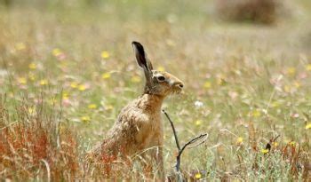 Snowshoe Hare - Facts, Diet & Habitat Information