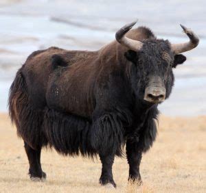 Wild Yak: Majestic Mountain Mammal with Unique Adaptations