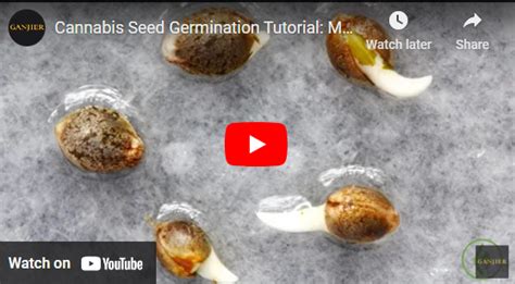 Cannabis Seed Germination Tutorial: A Grower's Guide - GreenBudGuru