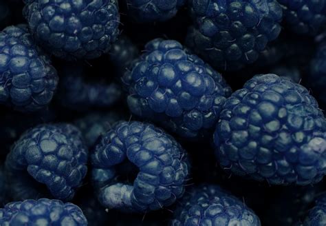 Free Images : background, berry, blackberry, blue, closeup, delicious ...