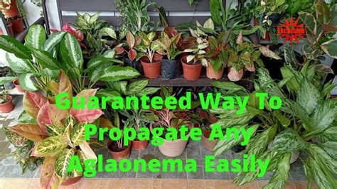 How to Propagate Any Aglaonema Quickly And Easily Using Stem Cuttings ...