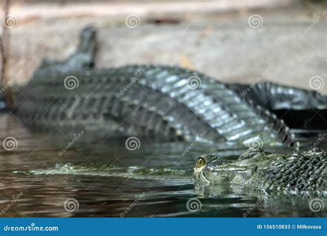 Head of Gavial Indian - Gavialis Gangeticus Stock Image - Image of hunter, float: 156510833