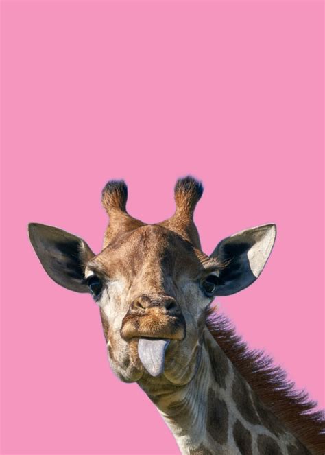 Pink Giraffe | Posters, Art Prints, Wall Murals | +250 000 motifs