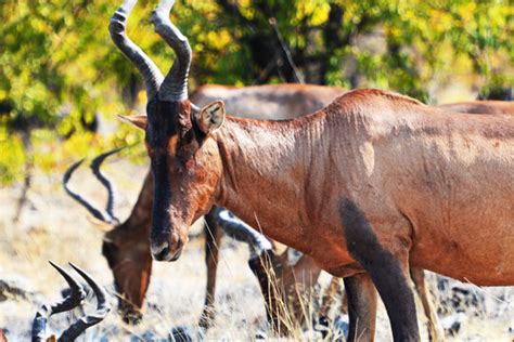 Hartebeest Images – Browse 6,656 Stock Photos, Vectors, and Video ...