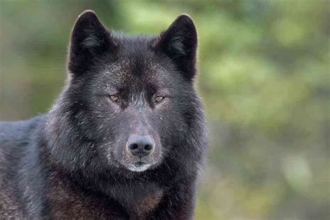 The Path Forward for Alaska’s Alexander Archipelago Wolves | Defenders ...