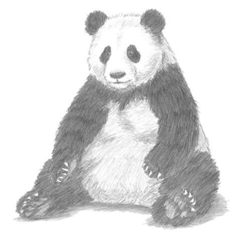 How to draw a realistic panda draw real panda step by step drawing ...