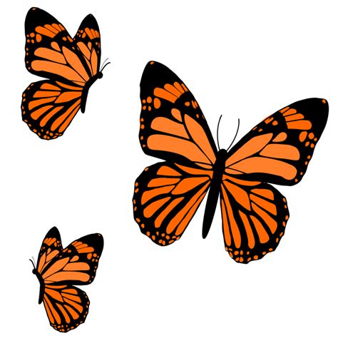 monarch butterflies design 24134721 PNG