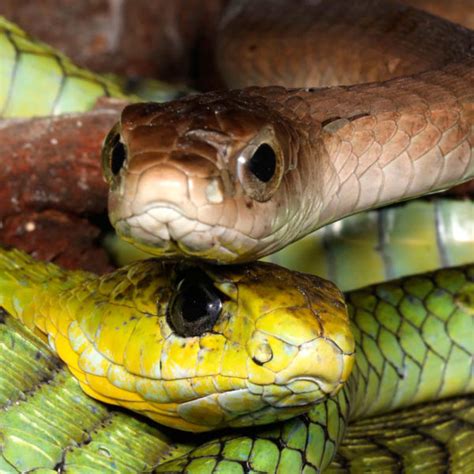 Boomslang - African Snakebite Institute