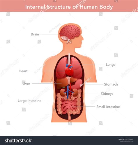 Internal Structure Human Upper Body Brain: เวกเตอร์สต็อก (ปลอดค่า ...