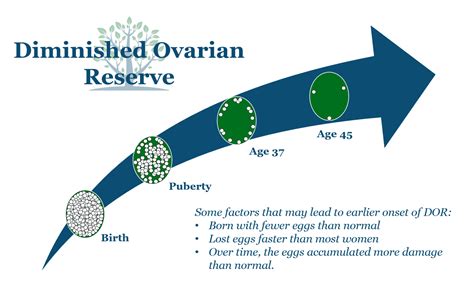 Diminished Ovarian Reserve | Generation Next Fertility NYC