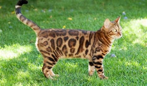 15 Surprising Facts About Orange Bengal Cat | Bengal Cats And Bengal Kittens - My British ...