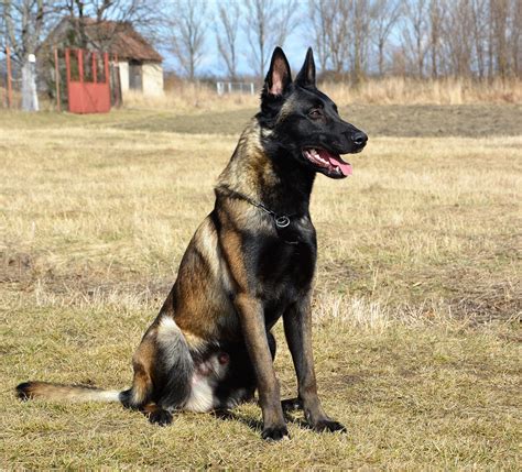 Belgian Malinois - Temperament, Lifespan, Shedding, Puppy