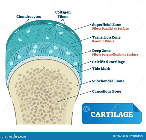 Chondrocytes Stock Image | CartoonDealer.com #9166279