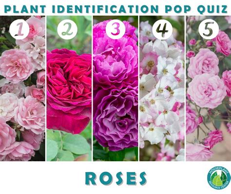 Rose Identification Quiz - Houseplant Resource Center