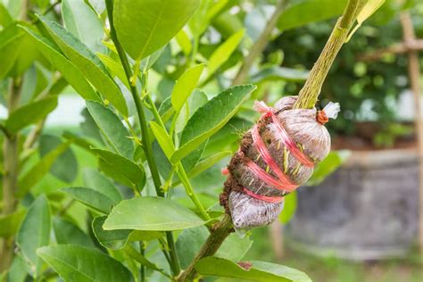 Growing Plants by Air Layering