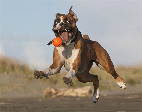 Boxer Dog Wallpapers - Top Free Boxer Dog Backgrounds - WallpaperAccess