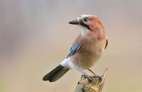 Eurasian Jay (Garrulus Glandarius) - Identification and Guide