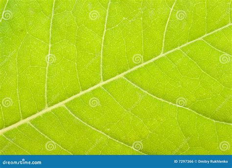 Green leaf close up stock photo. Image of green, vibrant - 7297366