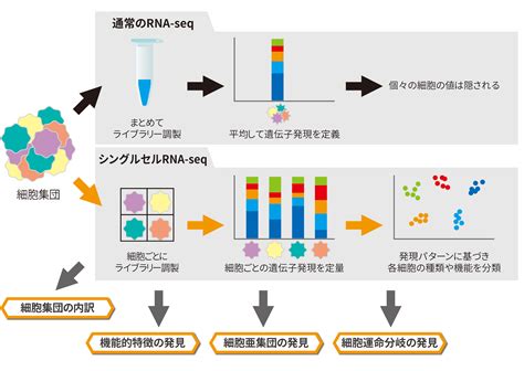 シングルセル/シングル核RNA-seq｜次世代シーケンス・データ解析受託 | 株式会社Rhelixa（レリクサ）