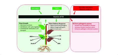 | Schematic diagram indicating the role of cytokinins in plant growth... | Download Scientific ...