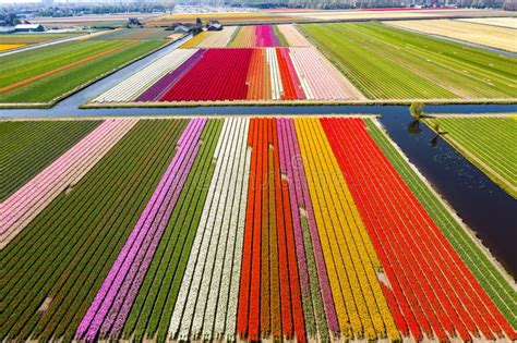 Aerial Drone Shot View of Tulips Field Near Keukenhof in Netherlands ...