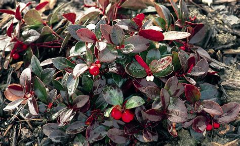 Evergreen Perennials For Winter Interest — Sunnyside Nursery