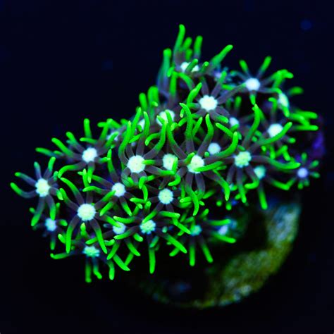 White Center Green Star Polyps