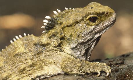 New Zealand reptile set to become father at age of 111 | World news | The Guardian